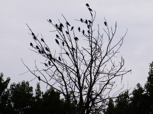 A Murder of Crows.